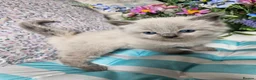 Ragdoll cats for sale: Ragdoll - Advert 14