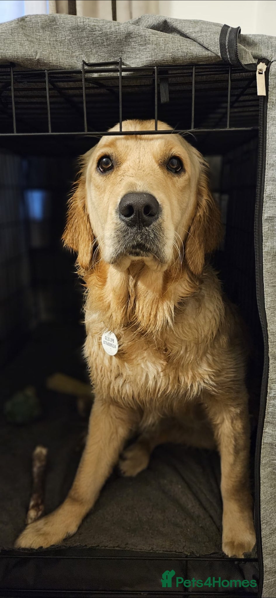 Golden Retriever dogs 🐾 Golden Retriever looking for a loving home 🐾 - Advert 1