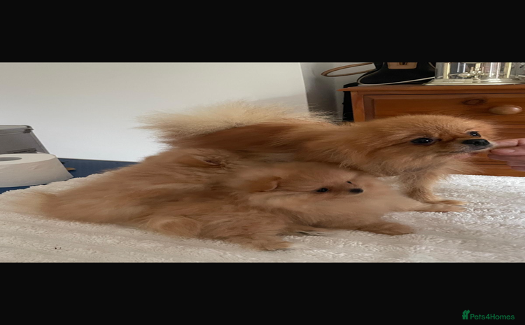 Pomeranian dogs - Advert 3