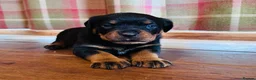 Rottweiler dogs for sale: KC Registered Rottweiler Babies 🐾🐾🐾 - Advert 8