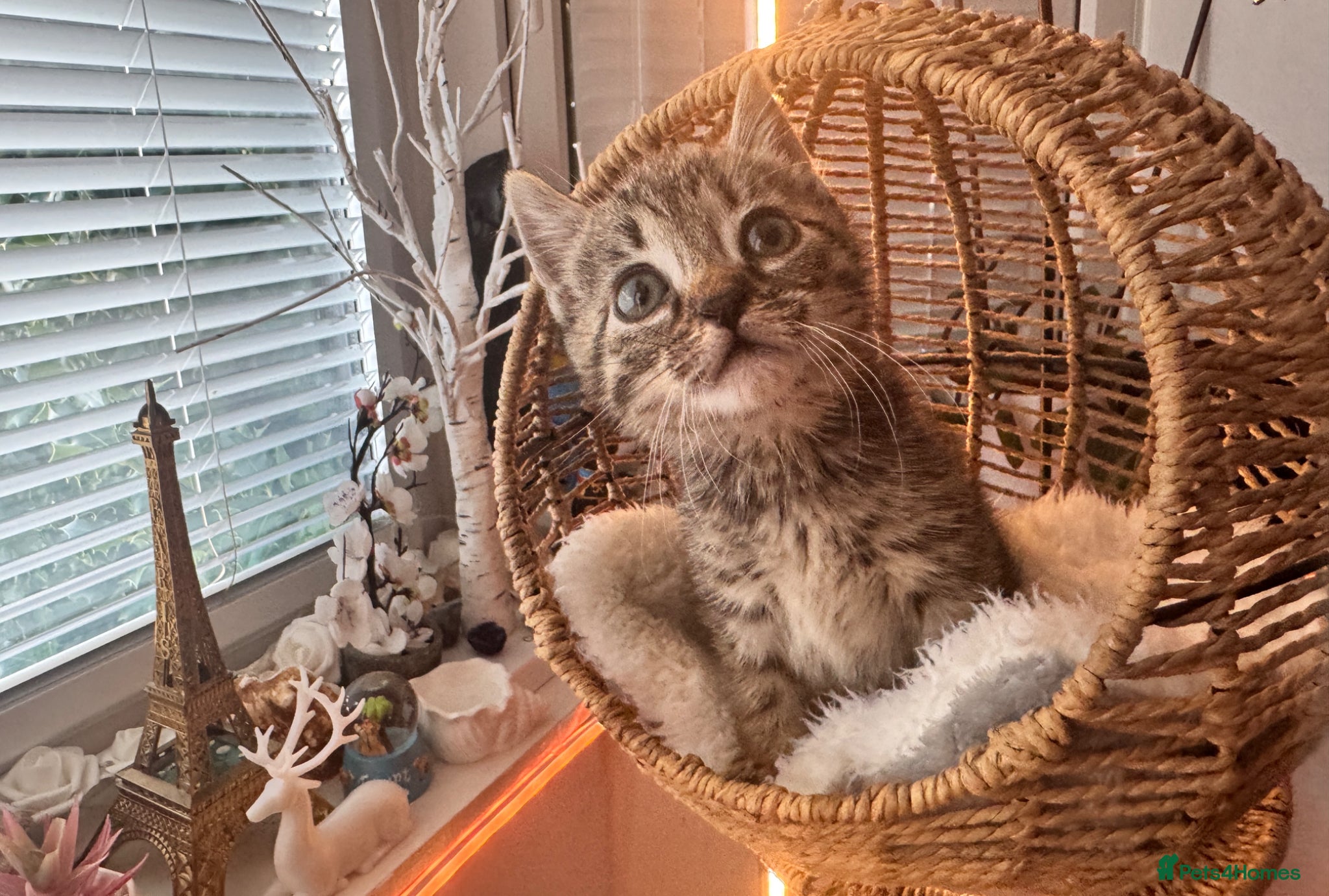 Egyptian Mau cats TICA REG Silver Egyptian Mau x SnowBengal LAST ONE - Advert 1