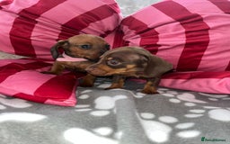 Dachshund dogs for sale: Dachshund puppies  - Image 18