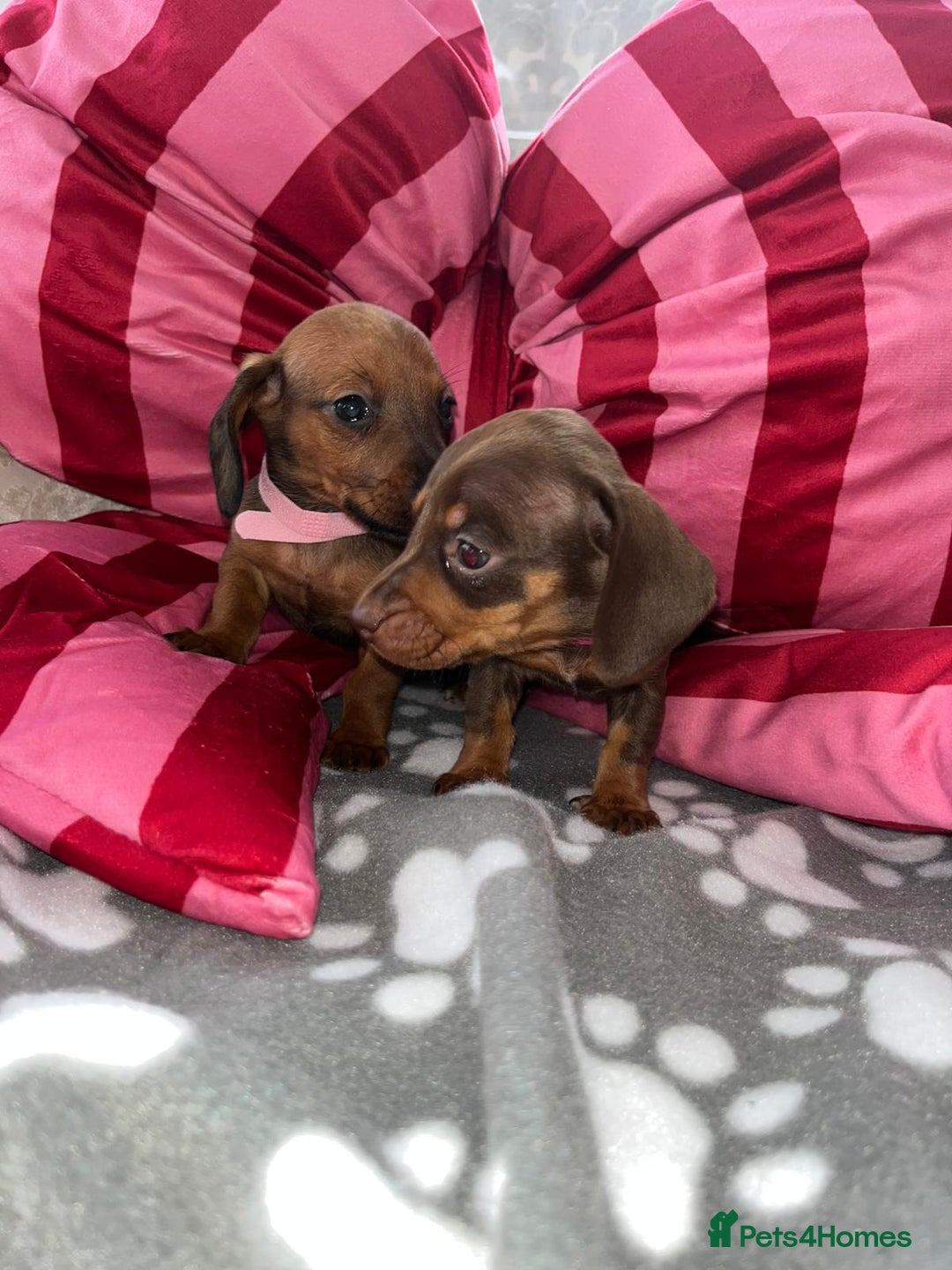 Dachshund dogs for sale: Dachshund puppies  - Image 18