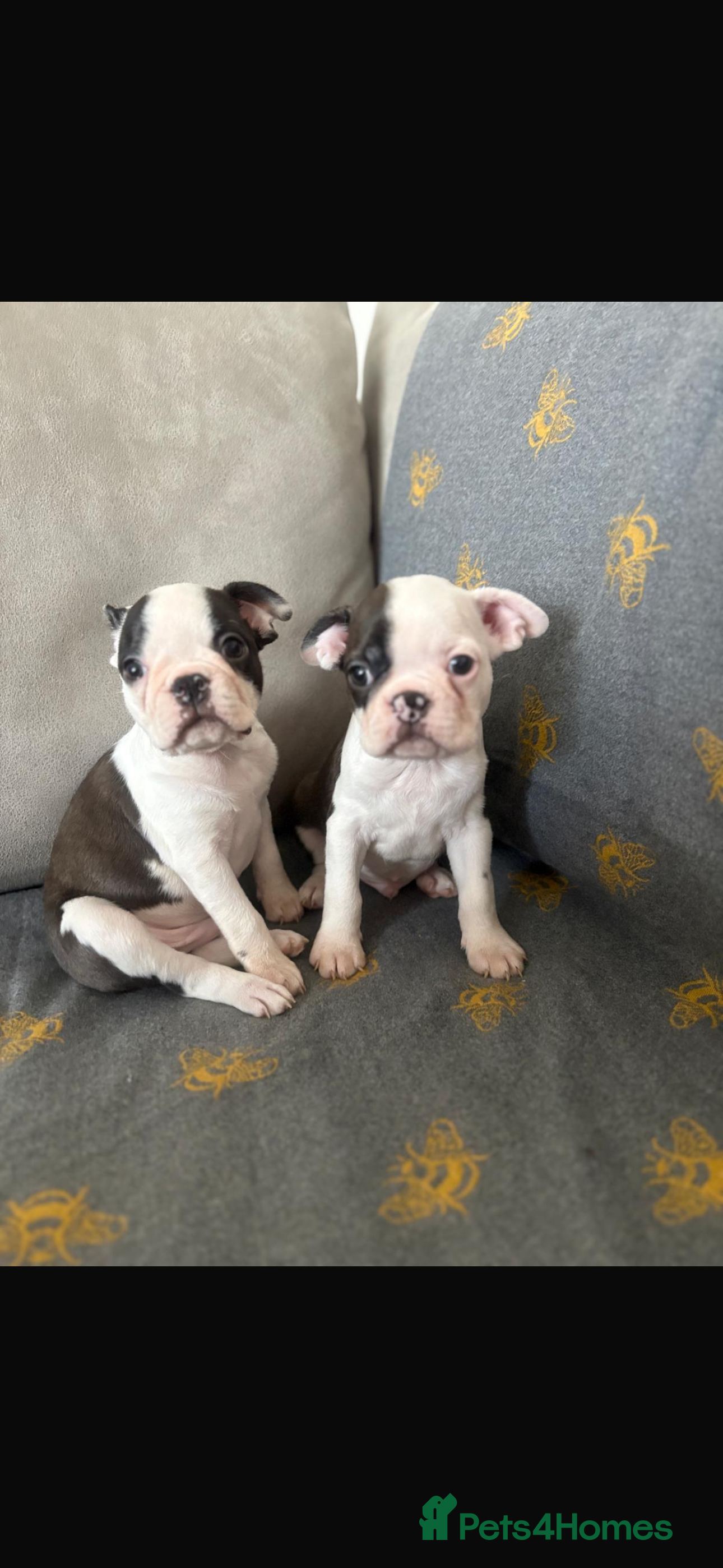 Boston Terrier dogs Boston Terrier Puppies  - Advert 9