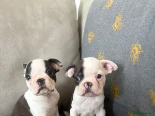 Boston Terrier dogs Boston Terrier Puppies - Advert 9