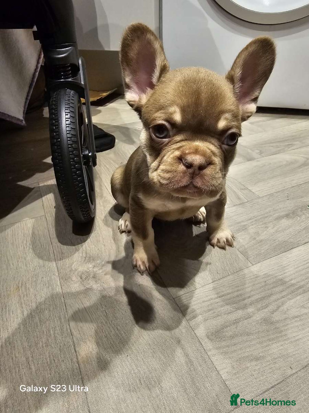 French Bulldog dogs for sale: French bulldog puppys for sale  - Advert 2