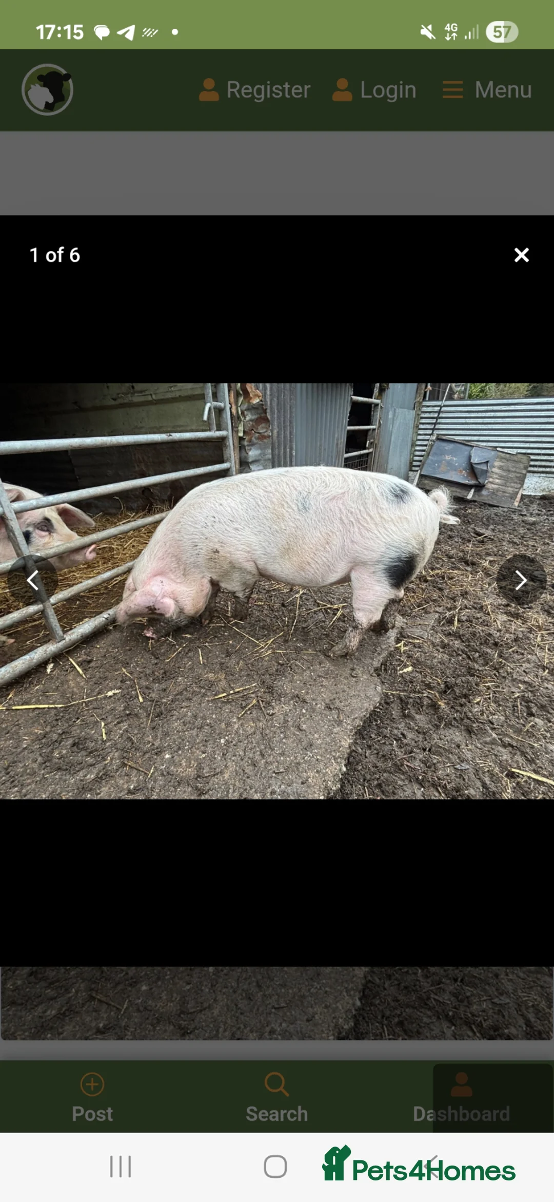 Pig livestock for sale: 1 Pedigree Gloucestershire Old Spot Growing,  in Coalville - Advert 5