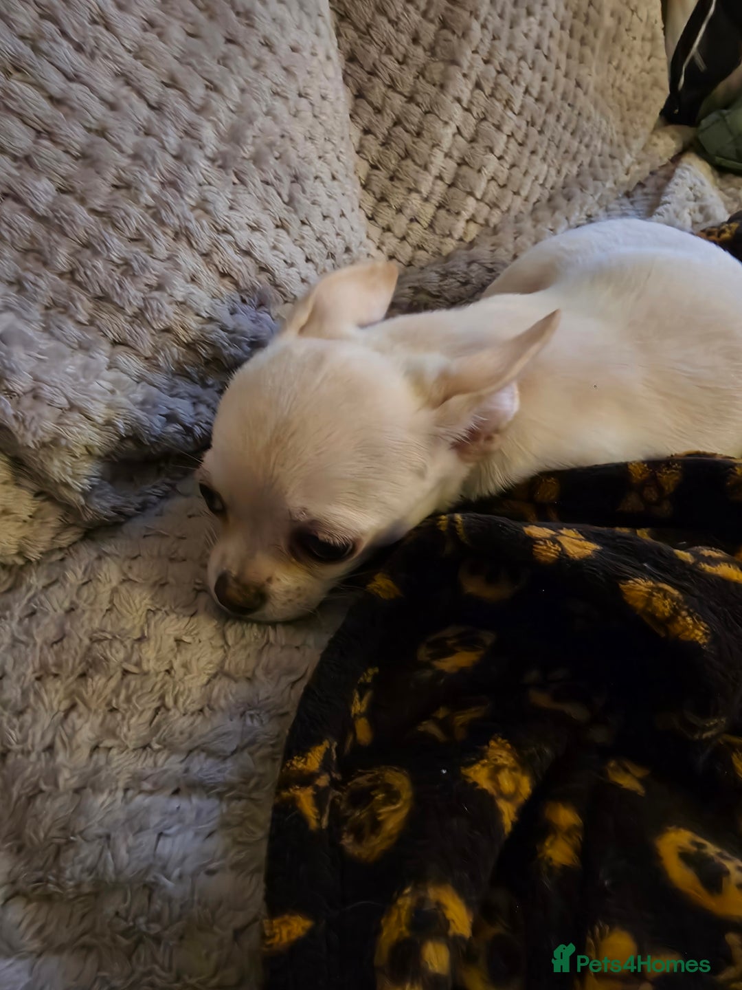 Chihuahua dogs for sale: Beautiful white male chihuahua puppy  - Advert 6