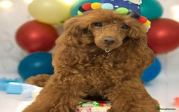 Bordoodle dogs for sale: miniature boarderdoodle  - Image 22