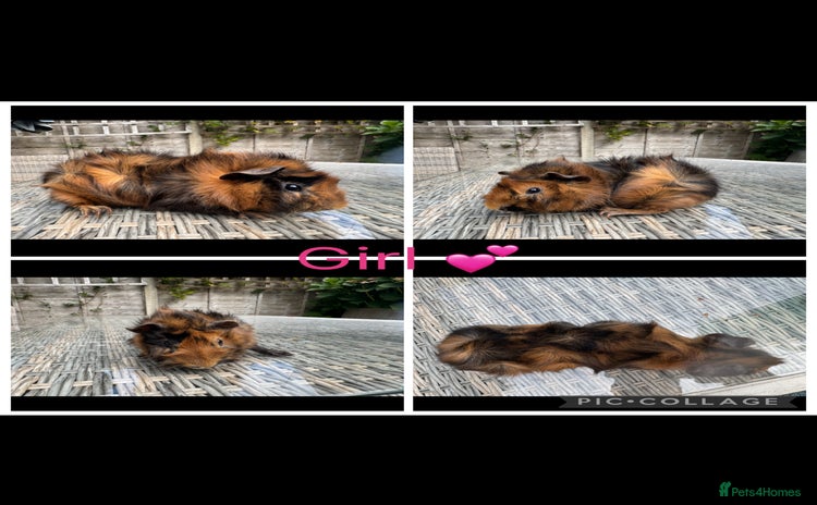 Guinea Pig rodents - Advert 2