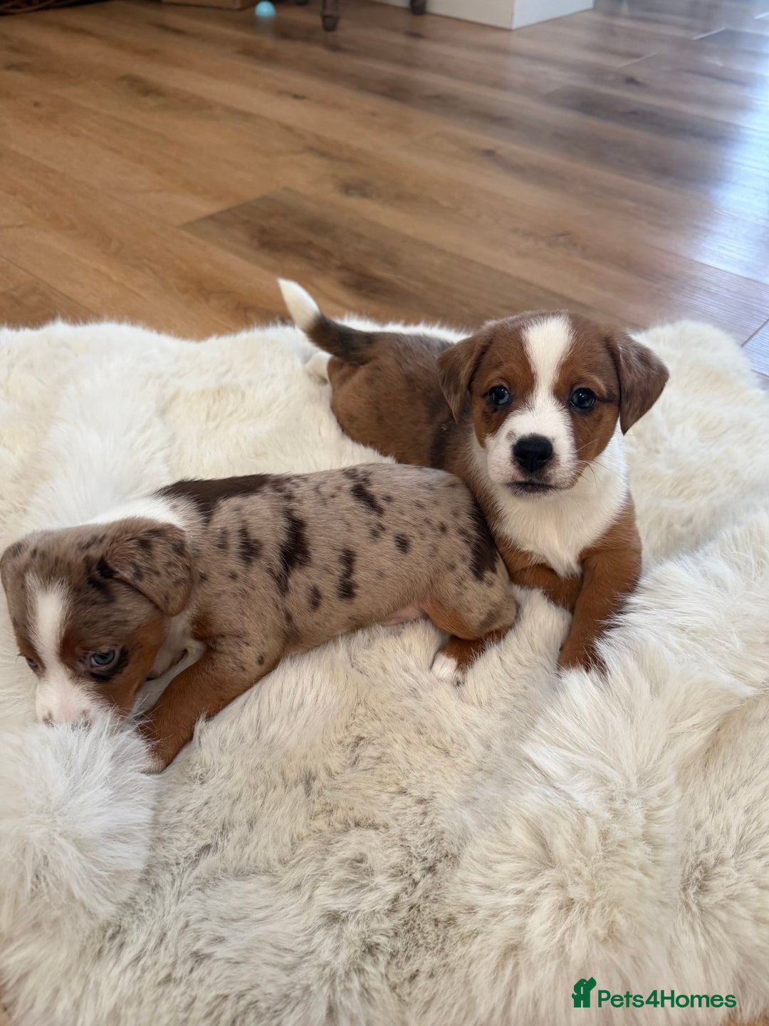 Jack Russell dogs for sale: Very rare merle Jack Russells. Family home raised  - Advert 4