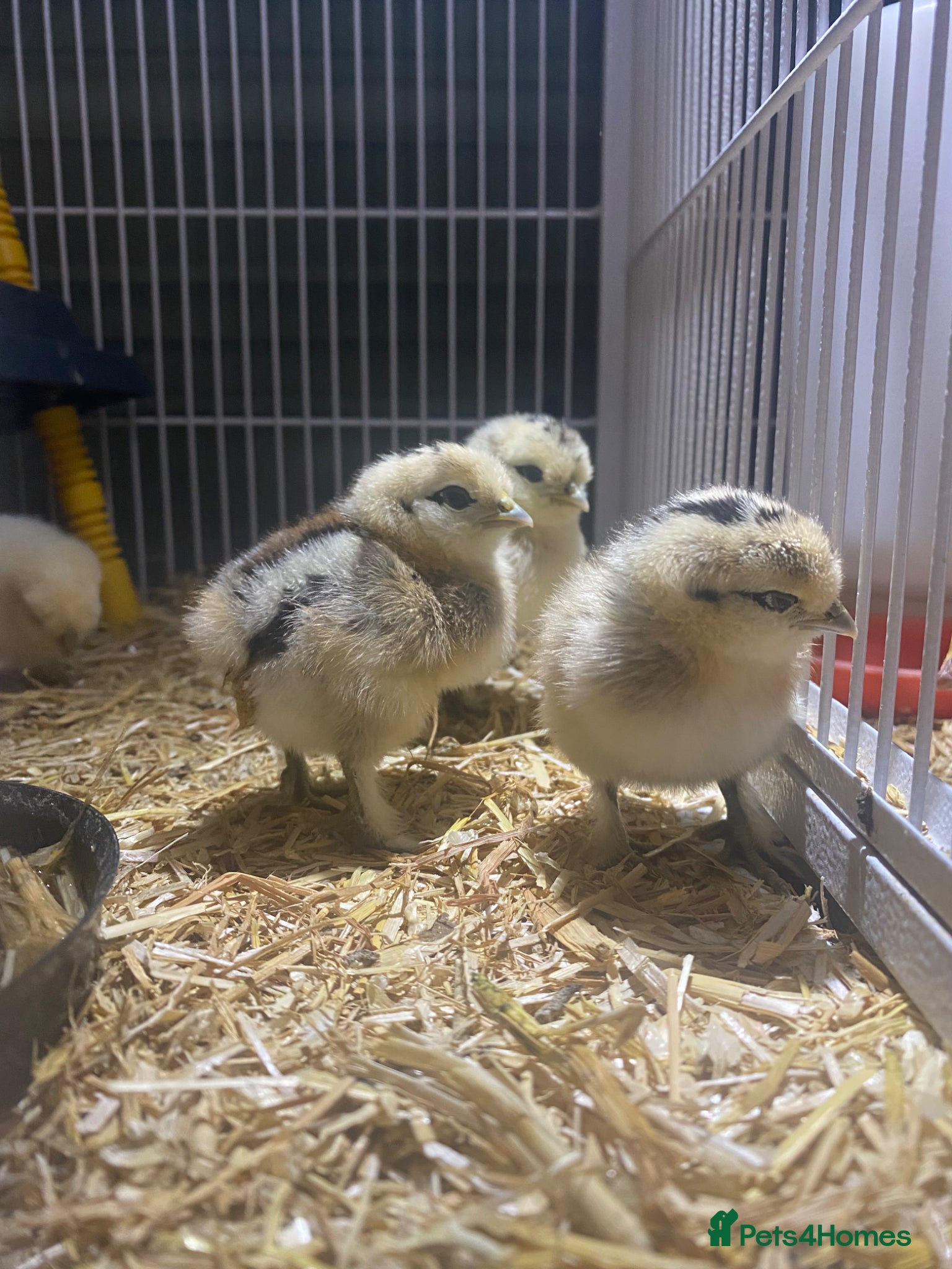 Chickens poultry for sale: Silkies for sale - Advert 2