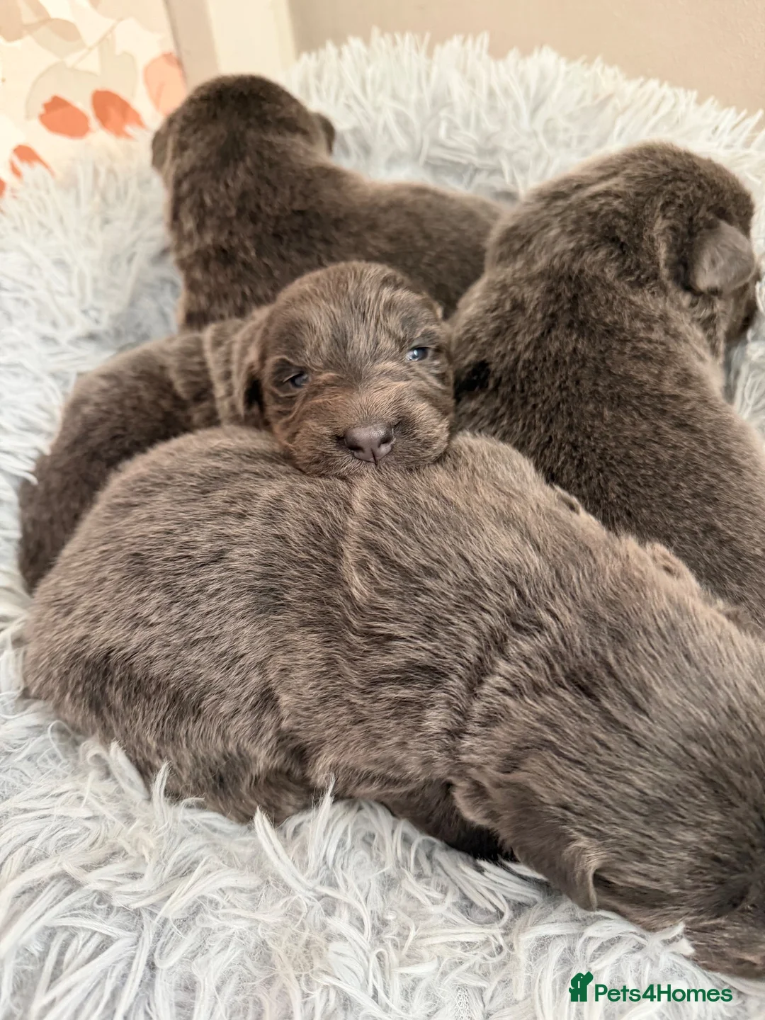 German Shepherd dogs for sale: German Sheperd puppies ✨ - Advert 1