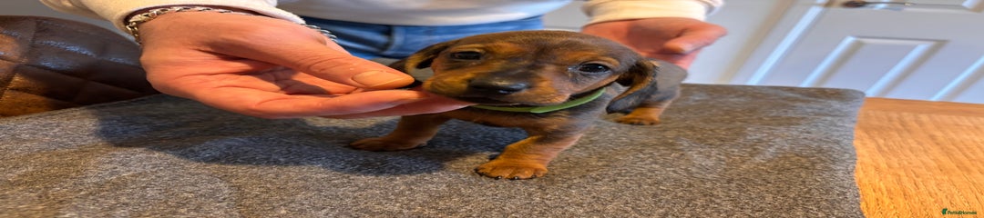 Miniature Dachshund Puppy 4
