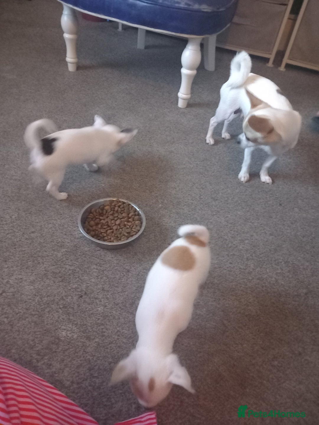 Chihuahua dogs for sale: 2 beautiful girl pups for sale  - Image 8