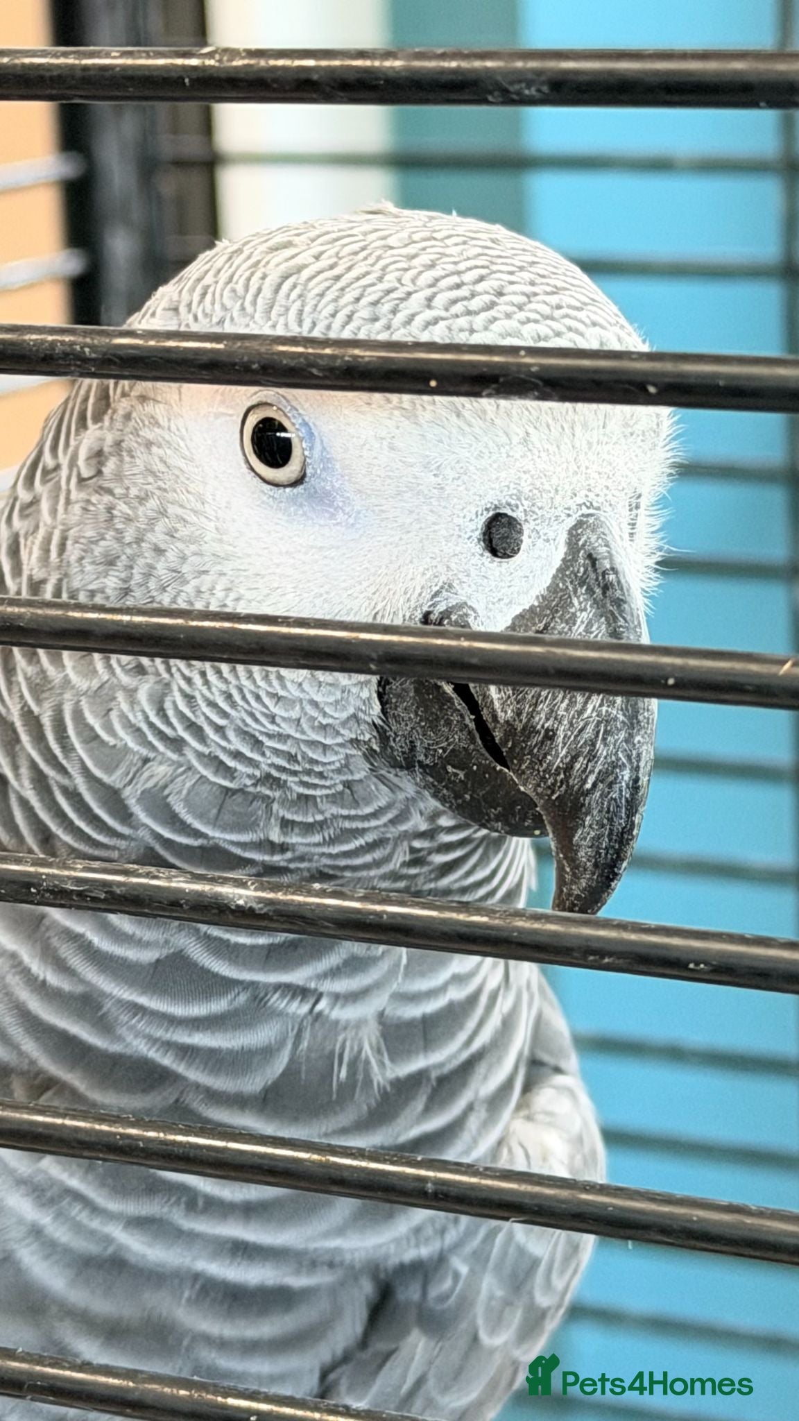 Parrots birds Krypto the amazing talking african grey - Advert 2