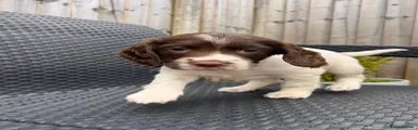 English Springer Spaniel Puppy 3