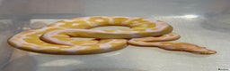 Python Snake reptiles for sale: Albino Clown het pied baby ball python - Advert 5