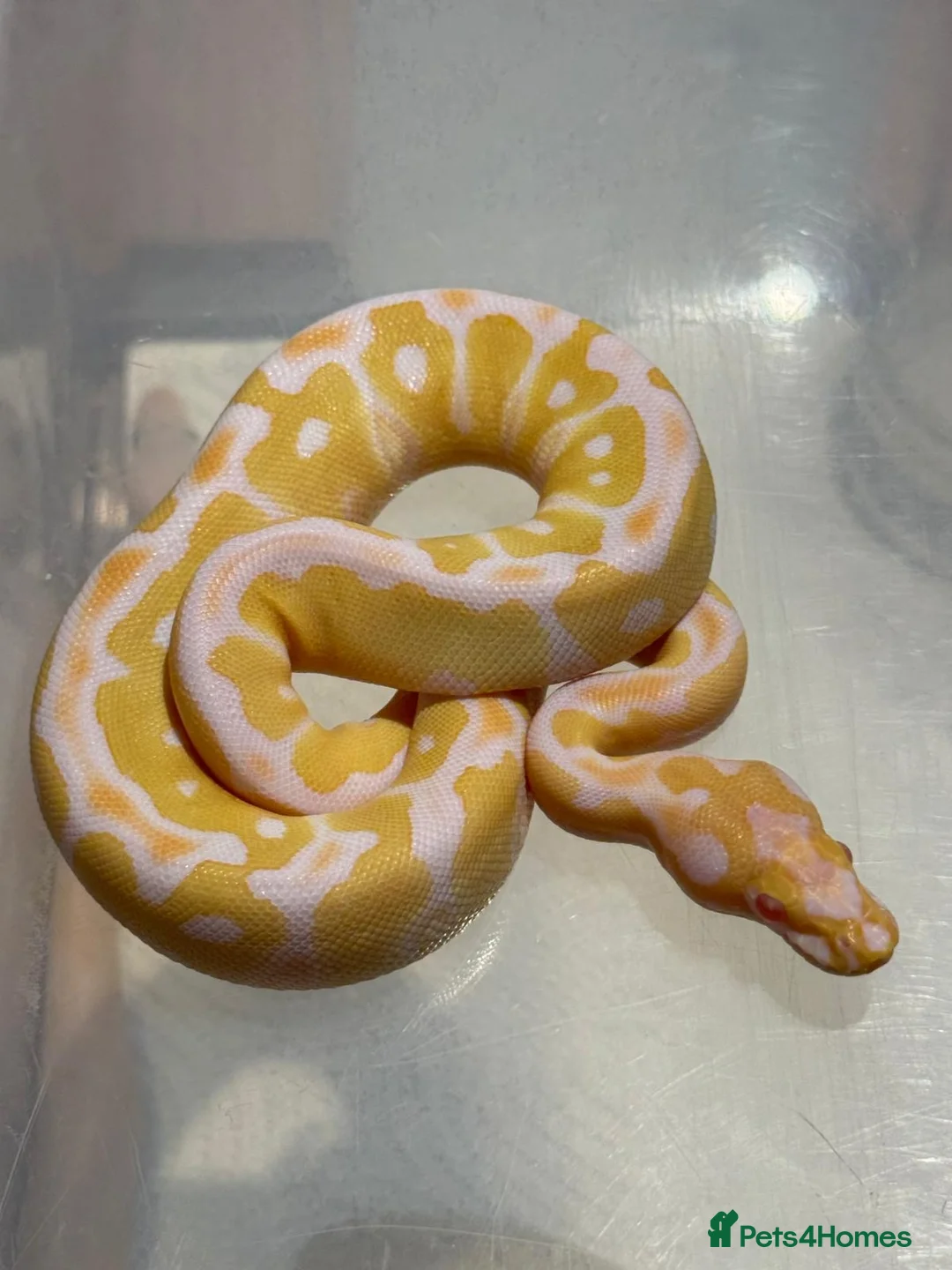 Python Snake reptiles for sale: Albino Clown het pied baby ball python - Advert 5
