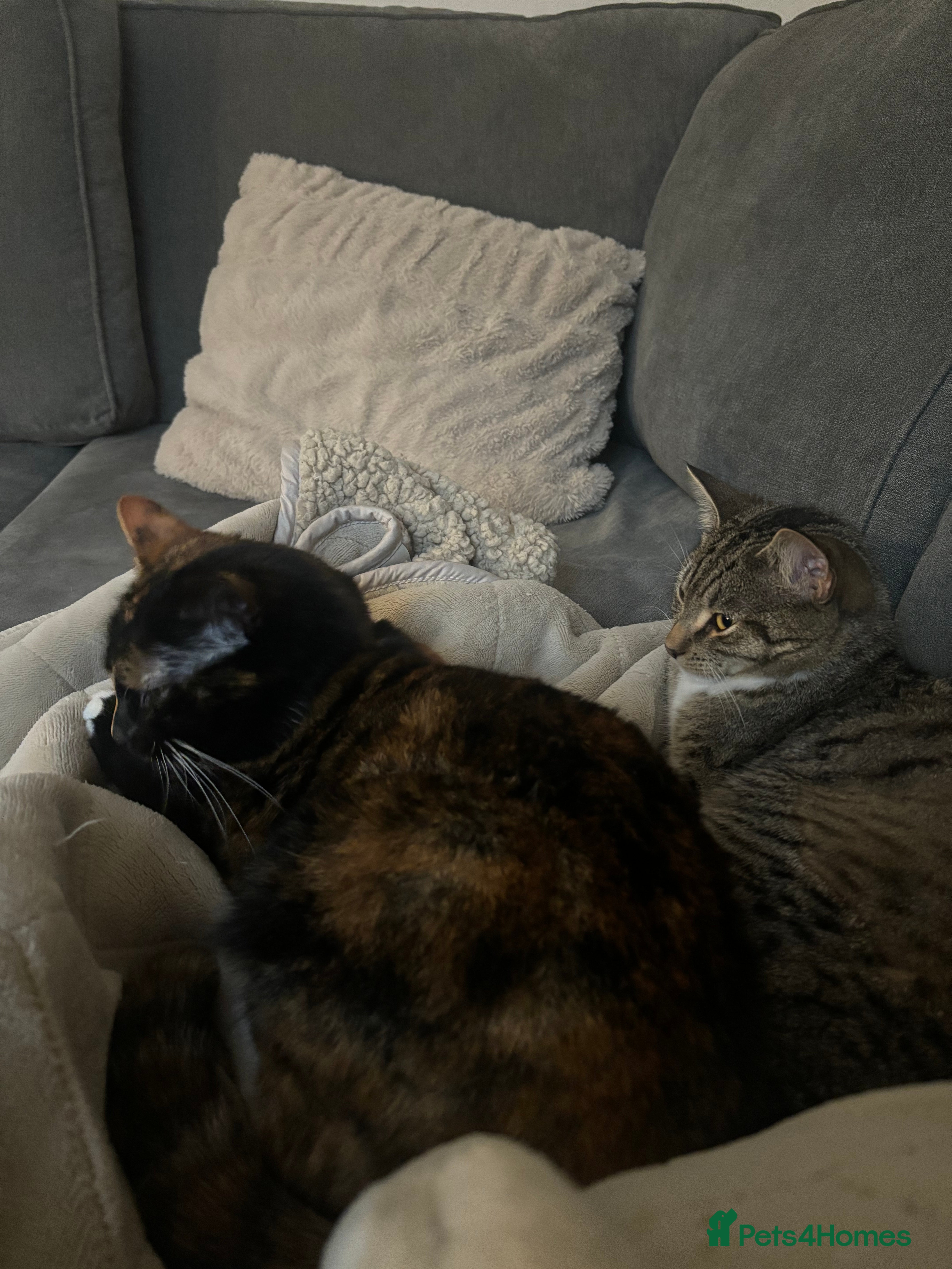 Mixed Breed cats Shorthair female cat in Pontypridd - Advert 9