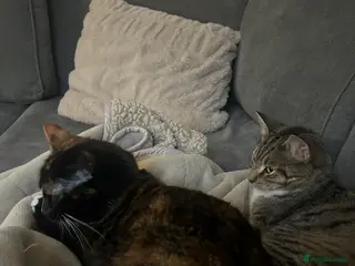 Mixed Breed cats Shorthair female cat in Pontypridd - Advert 9