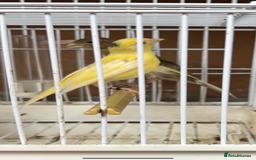 Canaries birds for sale: Canary’s for sale - Image 2