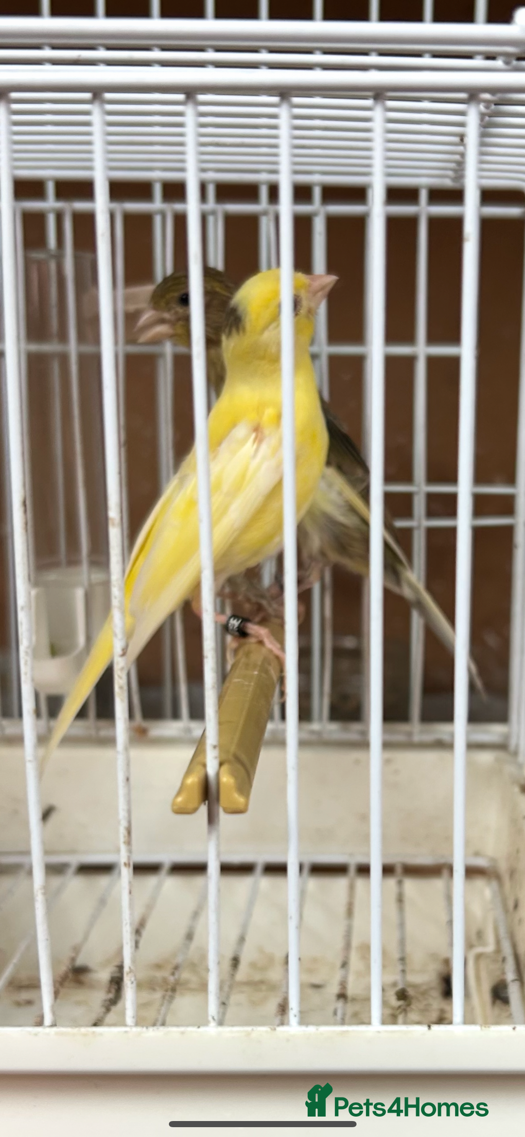 Canaries birds for sale: Canary’s for sale - Image 2