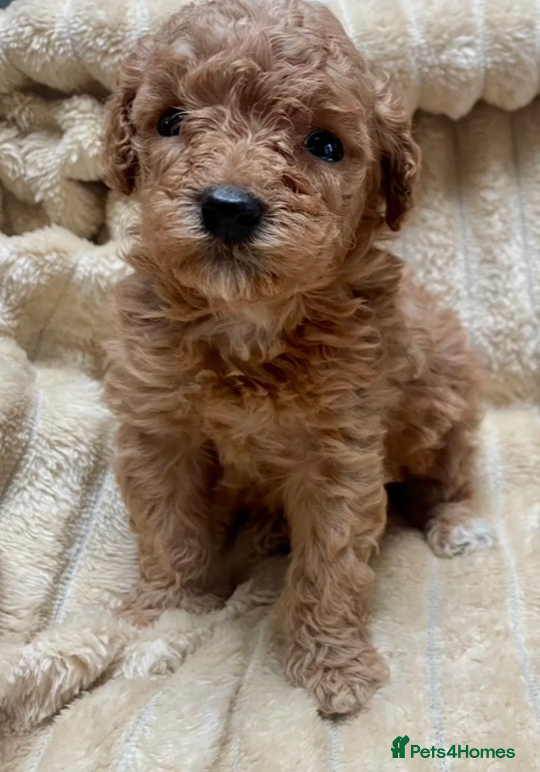 Mixed Breed dogs for sale: 2 adorable miniature poodles  - Advert 20