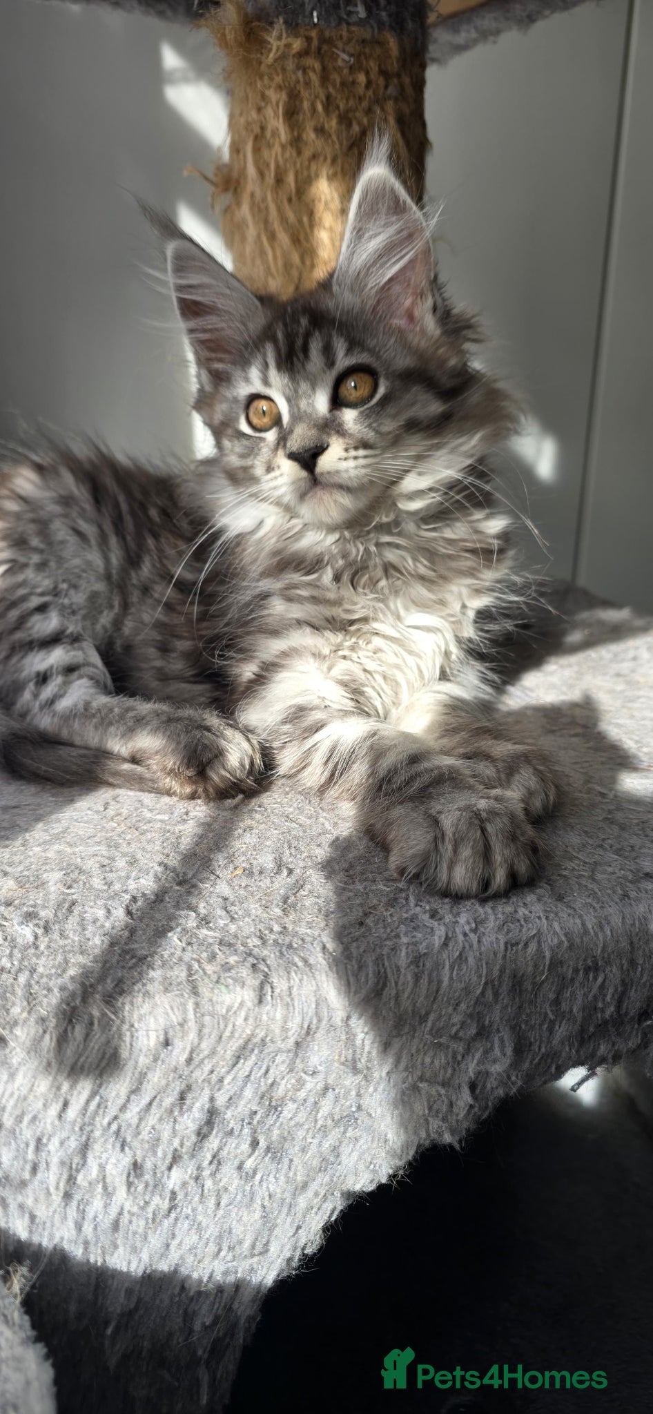 Maine Coon cats Exceptional Maine Coon Kittens for Loving Homes - Advert 5