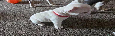 Red collar