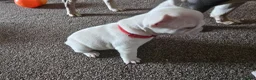 French Bulldog dogs for sale: French bulldog puppies  - Advert 25