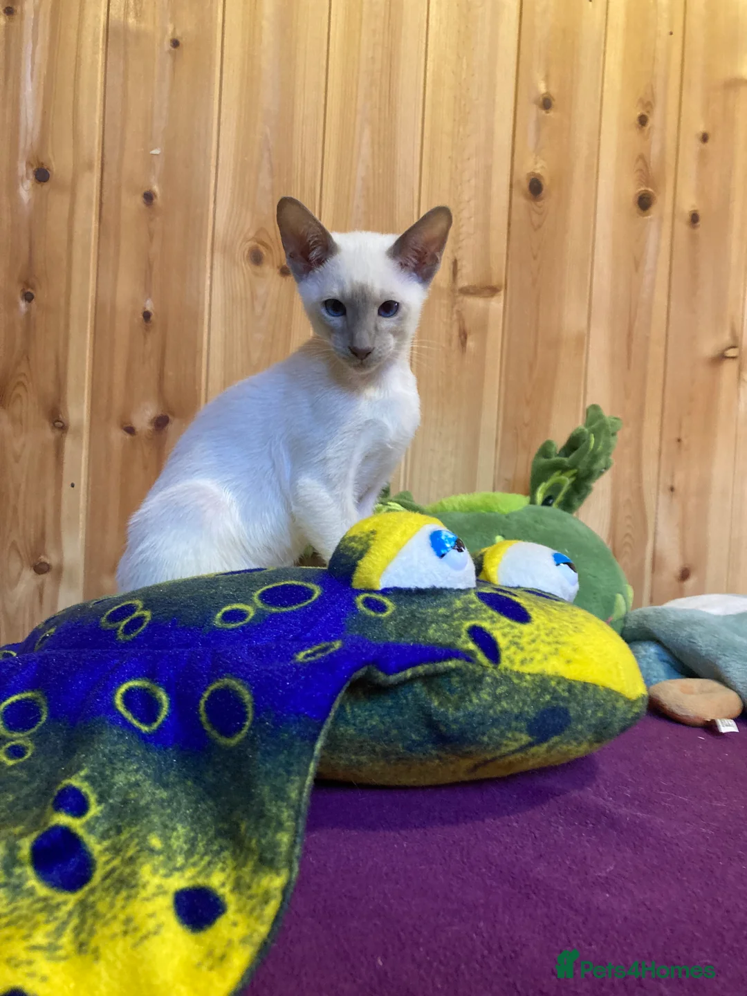 Oriental cats for sale: Oriental boy kittens - Advert 15