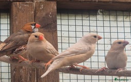 Finches birds for sale: ZEBRA FINCHES FOR SALE - Image 8