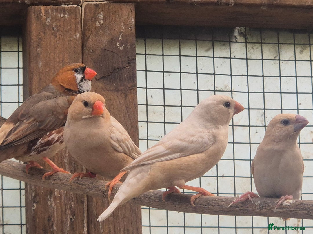 Finches birds for sale: ZEBRA FINCHES FOR SALE - Image 8