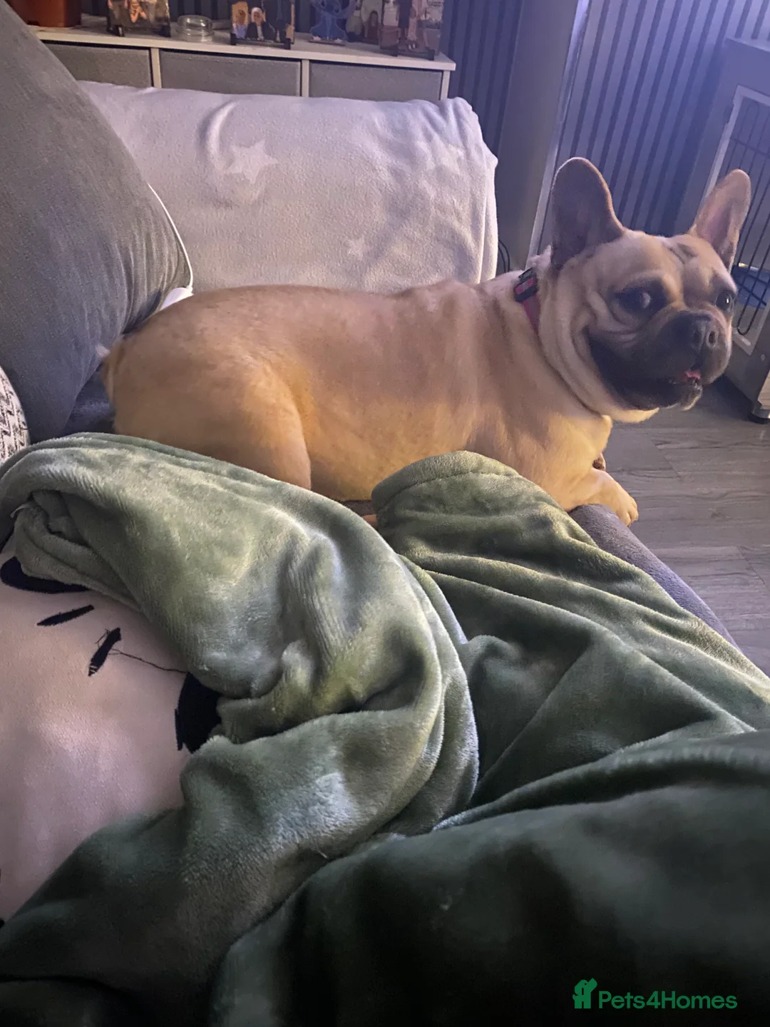 French Bulldog dogs for sale: Female loving girl in Sheffield - Advert 2