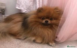 Pomeranian dogs for sale: Kc teddy bear pom babies  - Image 10