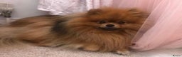 Pomeranian dogs for sale: ❤️Kc teddy bear pom babies ❤️ - Advert 9