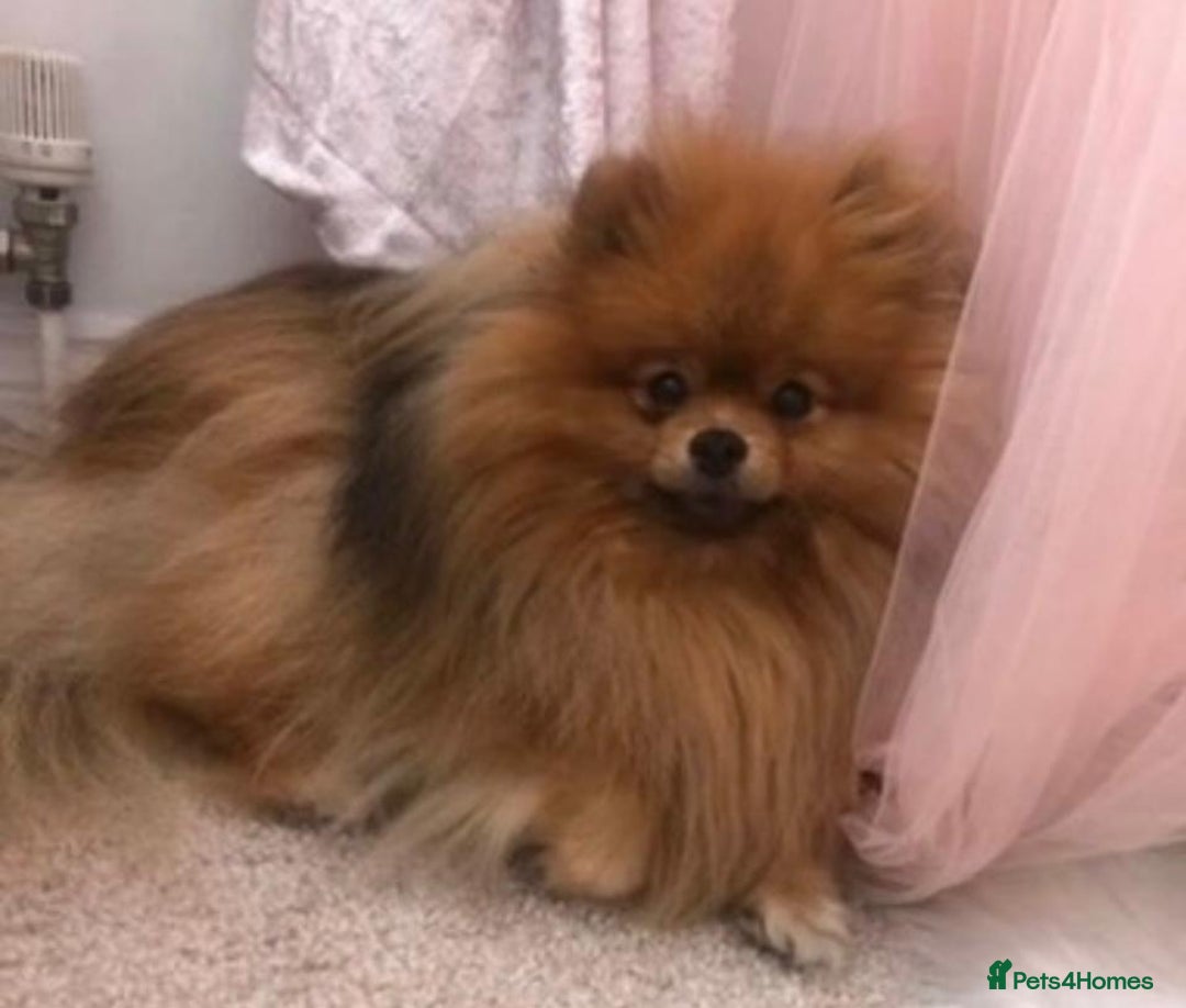 Pomeranian dogs for sale: Kc teddy bear pom babies  - Image 10