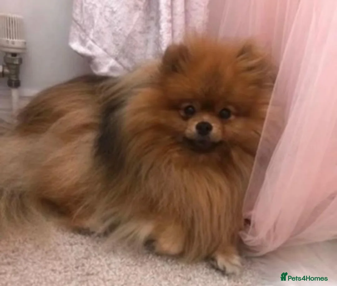 Pomeranian dogs for sale: Last kc reg girl available 5 half months old  ❤️ - Advert 9