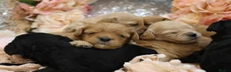 Cavapoo dogs for sale: *HEALTH TESTED*Cavapoo Puppies 5*LICENSED BREEDER* - Advert 3