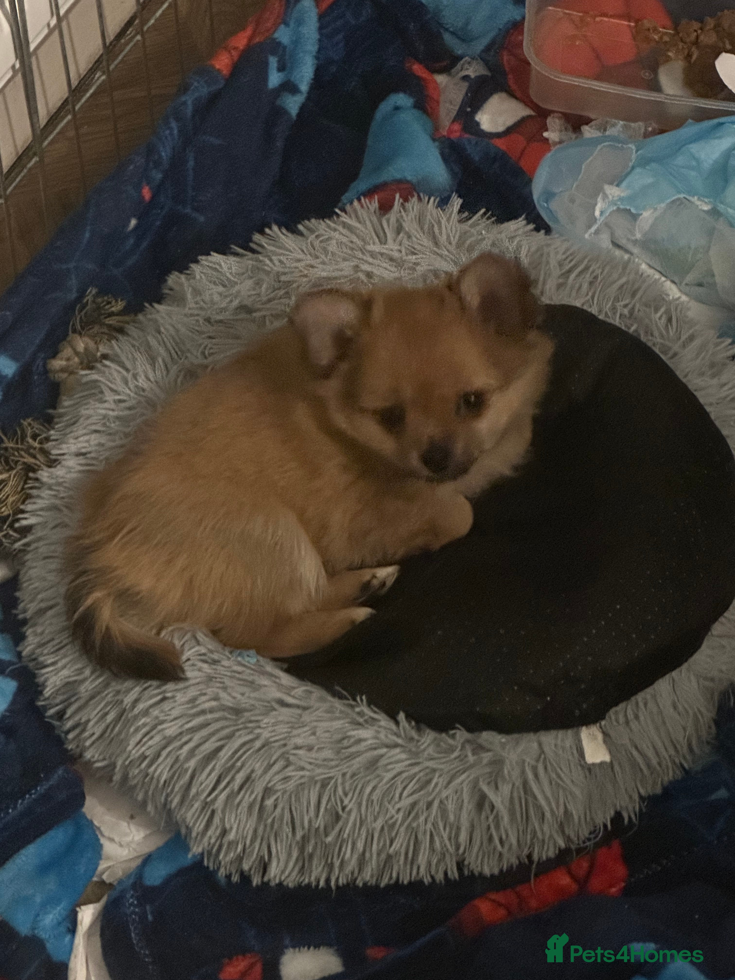 Pomchi dogs Tiny lively happy Pom  - Advert 2