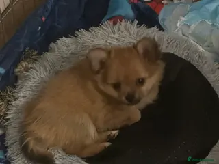 Pomchi dogs Tiny lively happy Pom - Advert 2