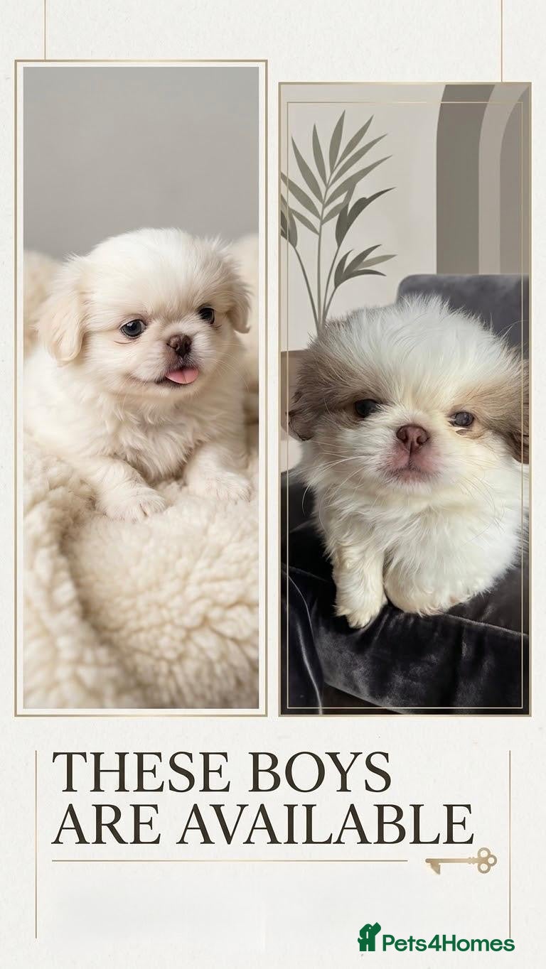 Pekingese dogs Pekingese (last 2 boys white) - Advert 2