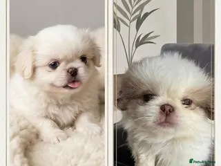 Pekingese dogs Pekingese (last 2 boys white) - Advert 2