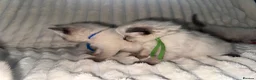 Ragdoll cats for sale: Stunning ragdoll kittens  - Advert 8