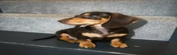 Miniature Dachshund dogs for sale: Beautiful Chocolate & Cream Miniature Dachshund - Advert 4