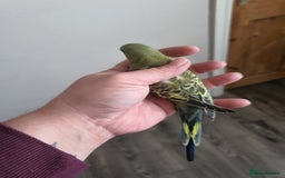 Budgerigars birds for sale: Baby budgies - Image 10