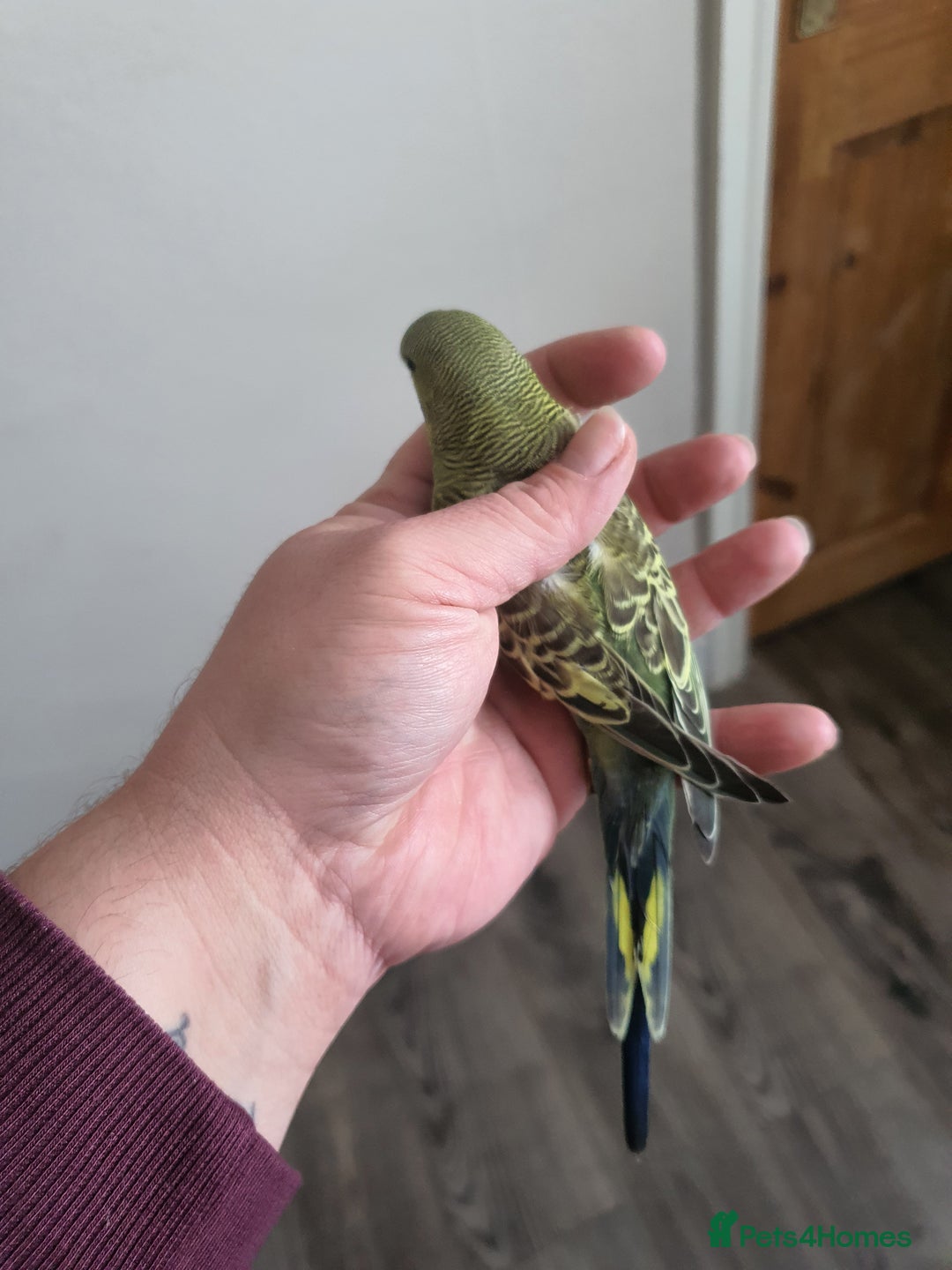 Budgerigars birds for sale: Baby budgies - Image 10