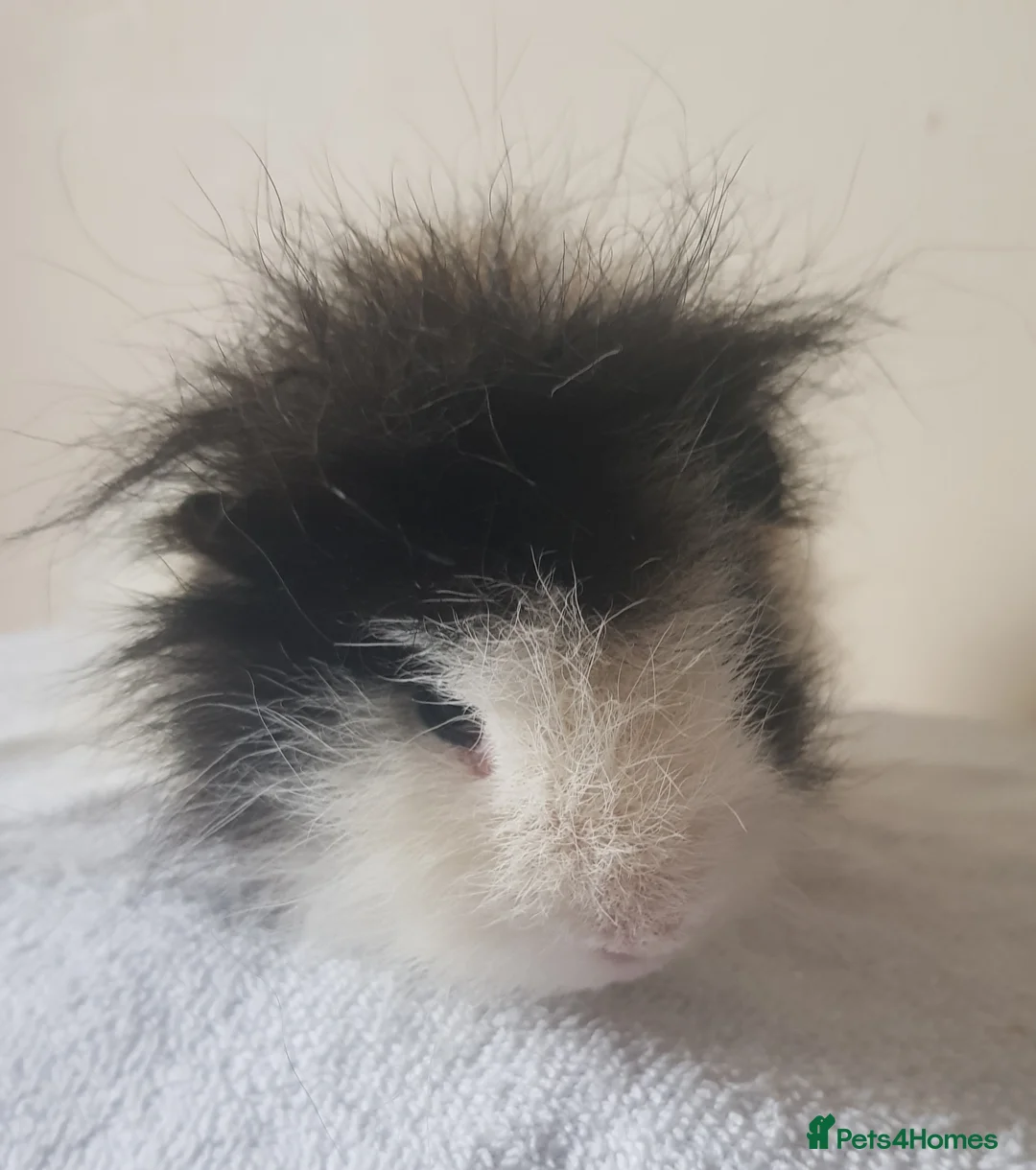 Guinea Pig rodents for sale: Swiss Guinea Pig Boar - Advert 3