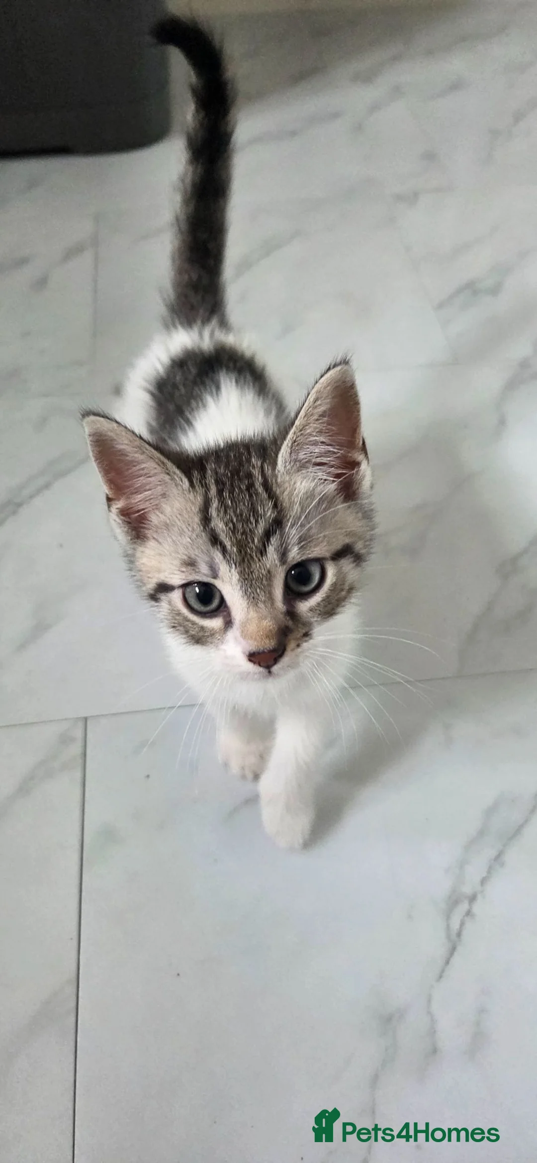Bengal cats for sale: Bengal mixed kitten - Advert 2